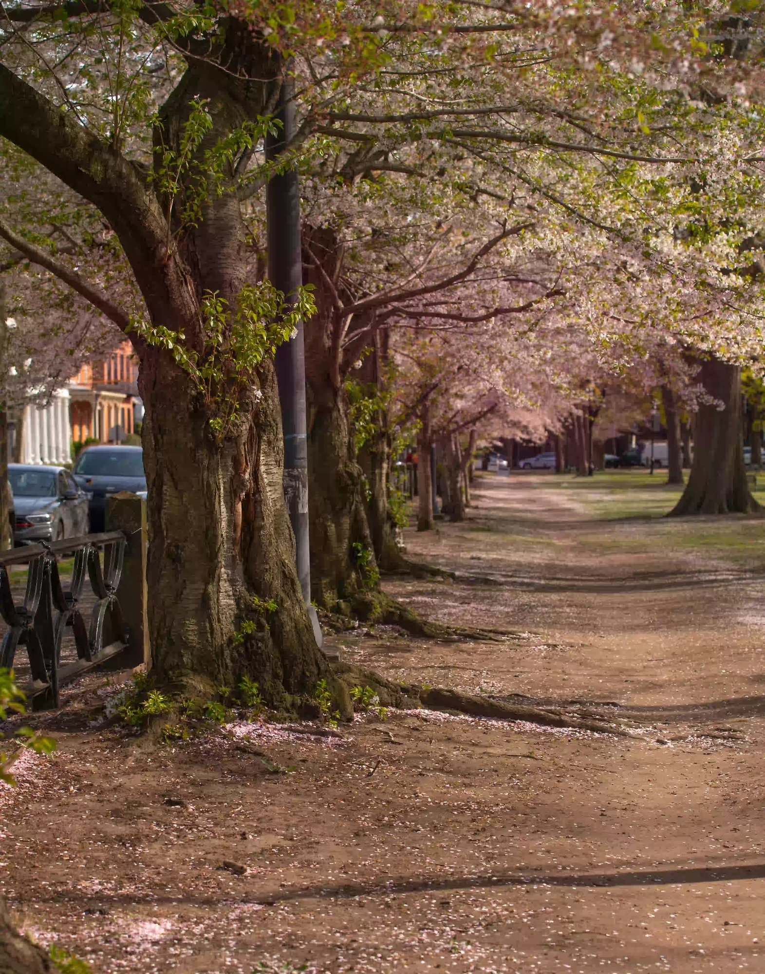 New Haven_Wooster Square